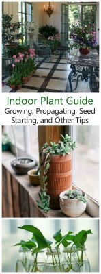 how to grow flowers indoors: the importance of choosing the right containers for your indoor gardening