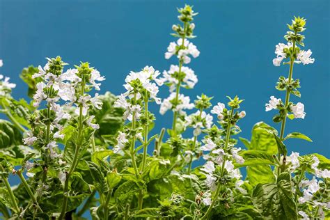 What to Do When Basil Flowers and the Unexpected Beauty of Life’s Simple Moments